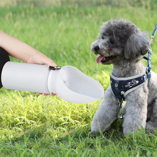 Gourde pour Chien